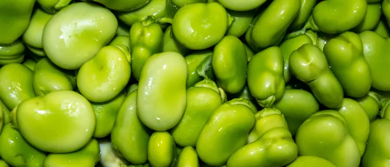 Broad Beans